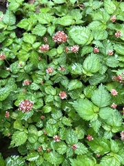 Lecanthus peduncularis