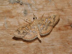 Nausinoe geometralis