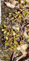 Actinotus novae-zelandiae