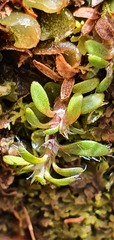 Actinotus novae-zelandiae
