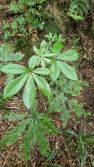 Schefflera digitata