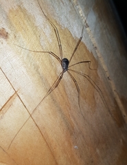 Leiobunum blackwalli