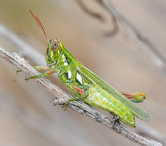 Hesperotettix viridis