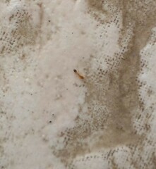 Wasmannia auropunctata