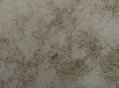 Wasmannia auropunctata