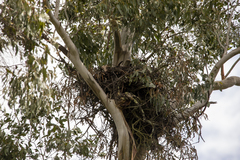 Hieraaetus morphnoides