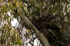 Hieraaetus morphnoides