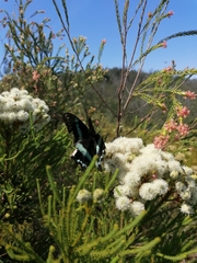 Papilio nireus