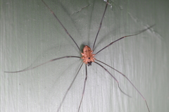 Leiobunum calcar