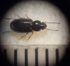 Haplanister crypticus