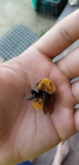 Bombus dahlbomii