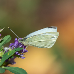 Pieris rapae