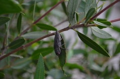 Ectinogonia buquetii