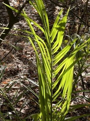 Dypsis lutescens