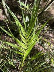 Dypsis lutescens