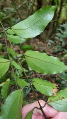 Ripogonum scandens
