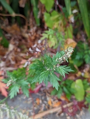 Artemisia vulgaris