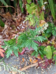 Artemisia vulgaris