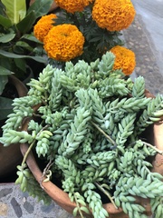 Sedum morganianum