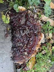 Ganoderma sessile