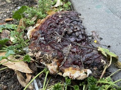 Ganoderma sessile