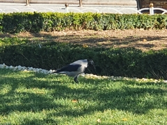 Corvus cornix