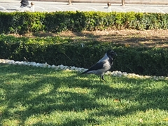 Corvus cornix