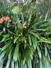 Clivia miniata
