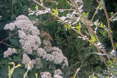 Ageratina havanensis