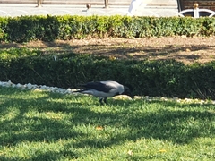 Corvus cornix