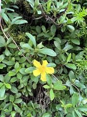 Hibbertia scandens