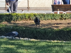 Corvus cornix