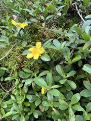 Hibbertia scandens
