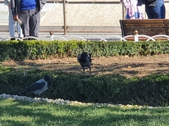 Corvus cornix