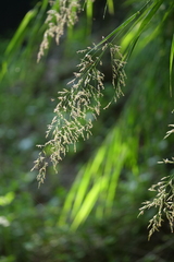 Arundo formosana