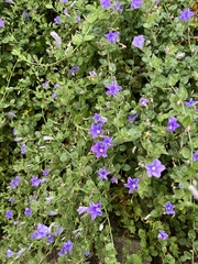 Convolvulus sabatius