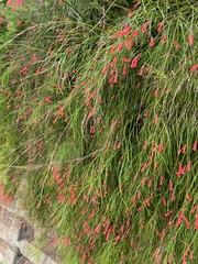 Russelia equisetiformis