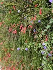 Russelia equisetiformis