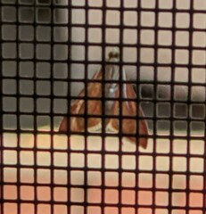 Pyrausta inornatalis