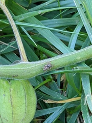 Habronattus pyrrithrix