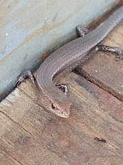Lampropholis