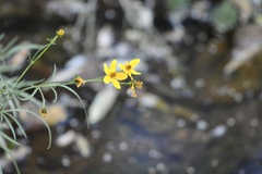 Bidens aurea