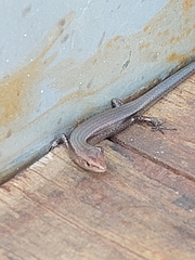 Lampropholis