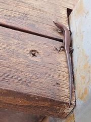 Lampropholis