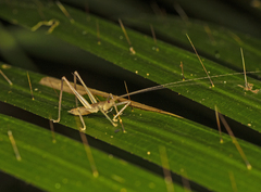 Greenagraecia attenuata