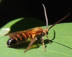 Megacampsomeris formosensis