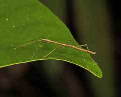 Austrocarausius decorus
