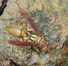 Polistes japonicus