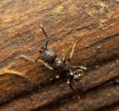 Tetramorium pacificum