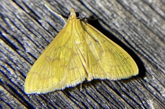 Crambidae